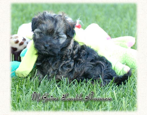 Lucy: Havanese Puppy